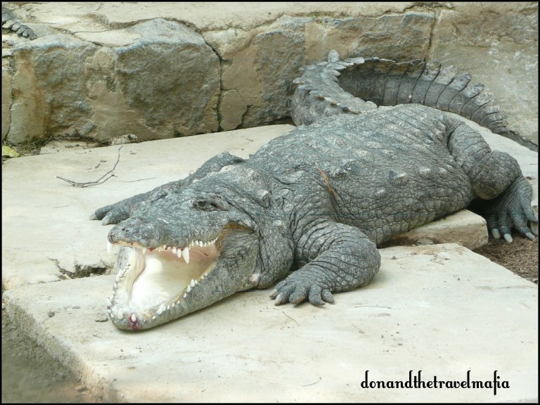 wpid-26croc.jpg