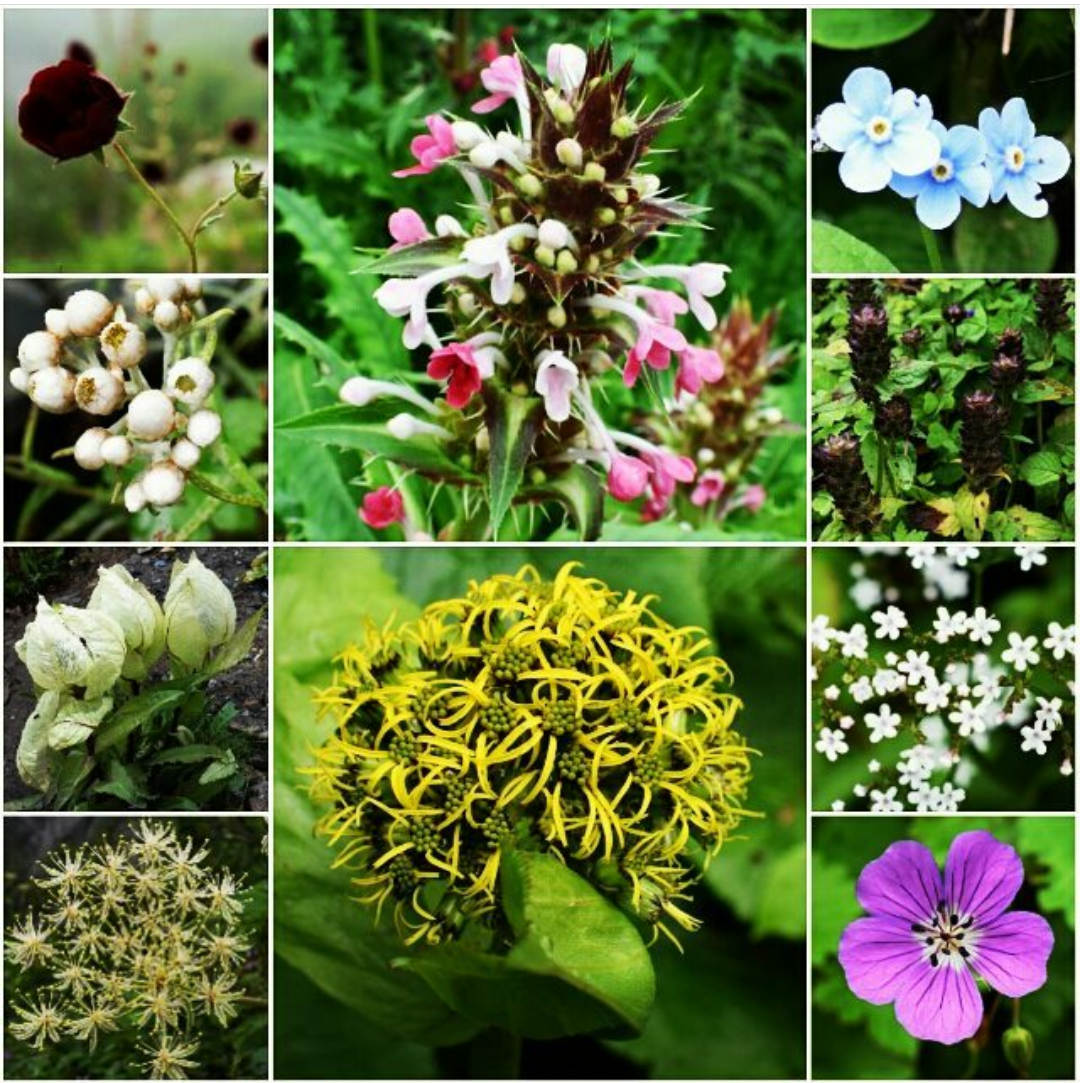 Screenshot_20180127-170121