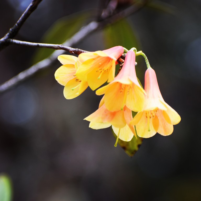 IMG_20180604_185532_467